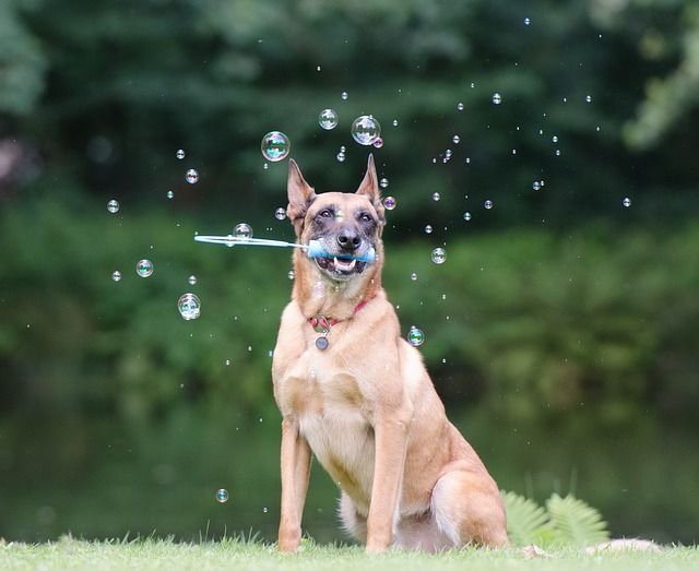 All Dogs Can Learn New Tricks Thom Byxbe's Research Desk
