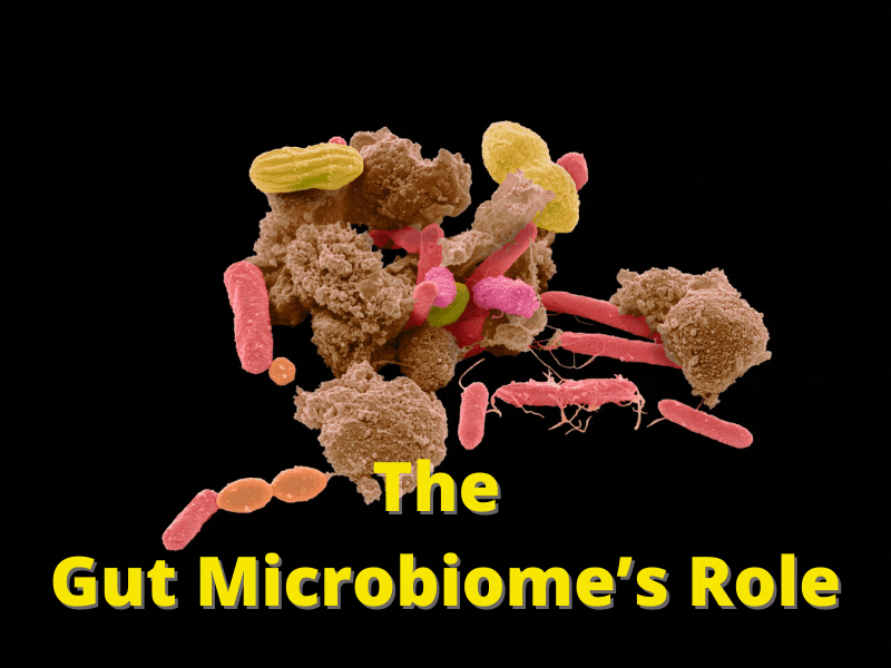 The Gut Microbiome’s Role - Thom Byxbe's Research Desk