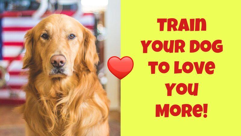 Train Your Dog to Love You More! - Thom Byxbe's Research Desk